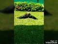 Burung Elang Dan Burung Hantu