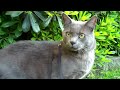 Chartreux - Chartreux Cat walking on leash(Home video #2)