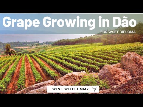 Grape Growing and Terroir of Dão for WSET Level 4 (Diploma)