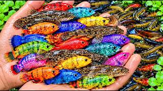 Wildlife in the Pond! | Catching Goldfish, Frogs, Crabs, Gobies & Strange Snakehead Fish