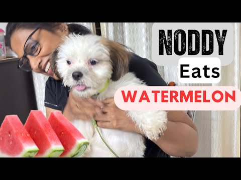 Noddy, 4-Month-Old Shih Tzu Enjoying Watermelon 🍉 Before Moving to Lucknow