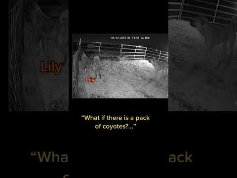 Get in formation, a pack of coyotes is nothing for these Anatolian Shepherds #livestockguardiandog