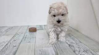 ハーフ犬の動画01