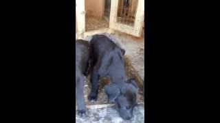 preview picture of video 'Great Dane PUPPIES!!! Only 5 weeks old!'