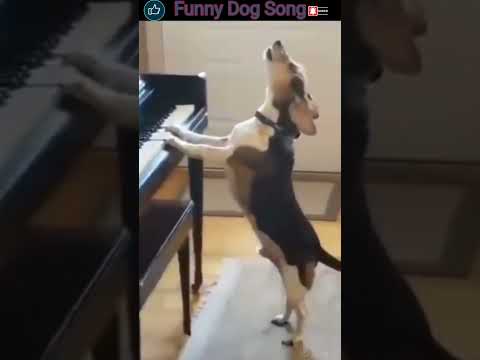Funny Dog Song Meme🐾 || Happy Dog Song Video🐾#shorts