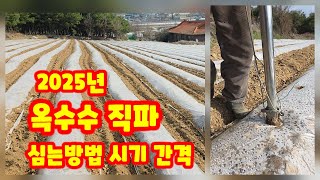 옥수수 직파 미흑찰 노인회장님 한손 파종기로 간격 등 [옥수수재배방법]