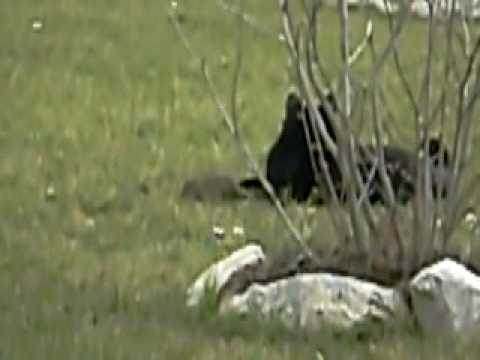 Rambo fängt seine erste Ratte1