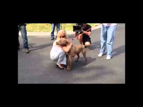 download lagu mp3 mp4 Prada The Pitbull, download mp3 Prada The Pitbull free downloadn, video klip Prada The Pitbull