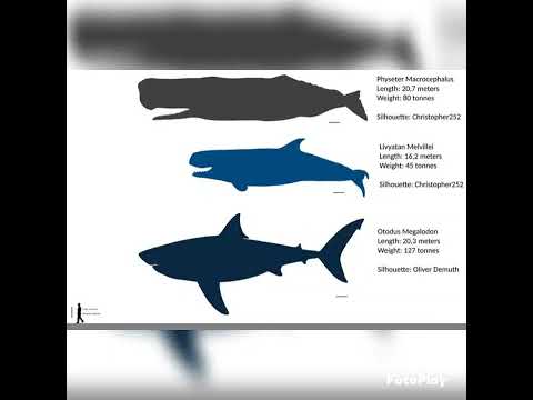 Megalodon vs Livyatan vs largest sperm whale comparison