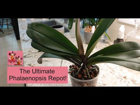 The Ultimate Phalaenopsis Orchid Repot | Questions? | Paperclip Trick for Aerial Roots & Much More!
