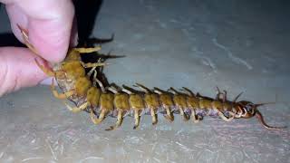 Πέθανε ο Ντεχάνης, μάθημα ανατομίας μιας σαρανταποδαρούσας