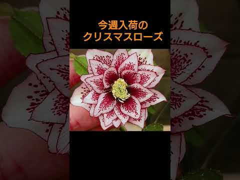 レンテンローズ、ヘレボルス オリエンタル、ヘレボルス オリエンタリス