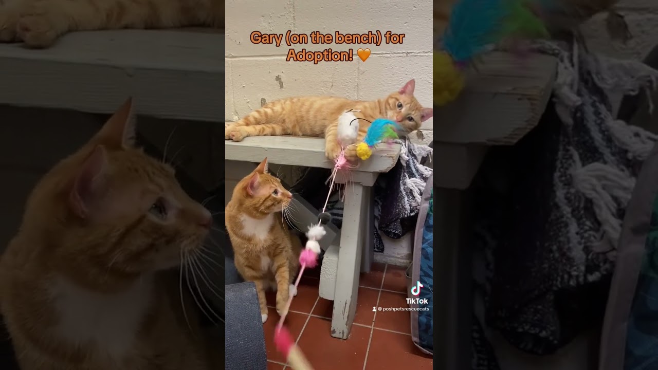 Enlarge Gary, a Adoptable Domestic Short Hair in Long Beach, NY video 2/4