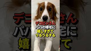㊗️70万再生！🐶大谷翔平が愛犬デコピンとの感動の再会写真を公開！真美子夫人と留守番を頑張ってエラかったね！#shorts #大谷翔平 #野球