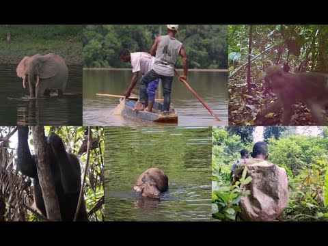 Five ways to achieve sustainable wildlife management in Congo – #SWM Programme