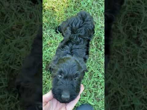 Meet Ash, and F1bb Puppy