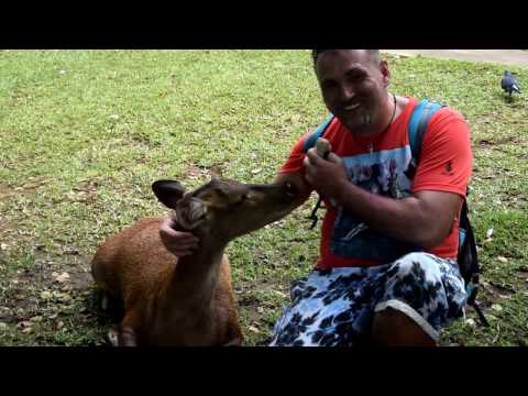 Jawa deer in Casela Park Mauritius 12.2.2017 Lick and lick