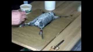 No mas pieles,No mas sufrimiento