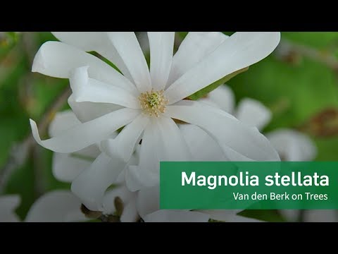 Magnolia stellata - Van den Berk on Trees