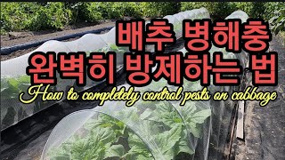 배추ㆍ무 병해충 완벽하게 대비하려면...How to completely control pests on cab…