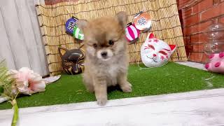 ハーフ犬の動画01