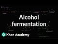 Alcohol or ethanol fermentation | Cellular respiration | Biology | Khan Academy