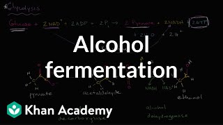 Alcohol or ethanol fermentation | Cellular respiration | Biology | Khan Academy