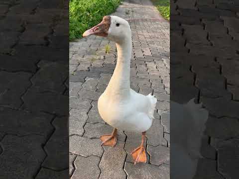 ഈ മറിയാമ്മേനെ കൊണ്ട് അമ്മയ്ക്ക് അന്ന് അനങ്ങാൻ പറ്റാത്ത അവസ്ഥ. ..