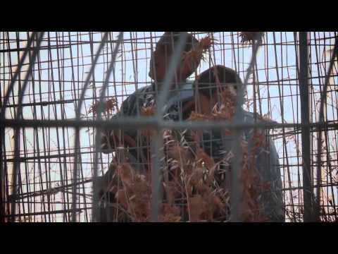 Palestina u fokusu 5 - Onepismenjavanje palestinske djece - Srijeda 17:00