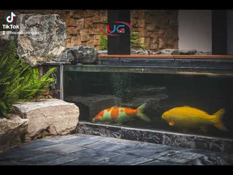 Thiết kế thi công hồ Koi tại Trảng Bom