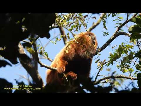 Bugio-ruivo (Alouatta guariba clamitans) Mata Atlântica. por Antonio Silveira.