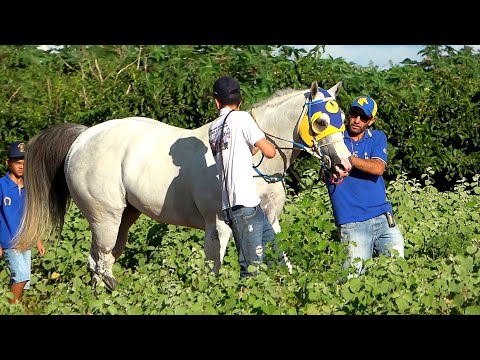 O malvadão: DICKY BRUMMEL
