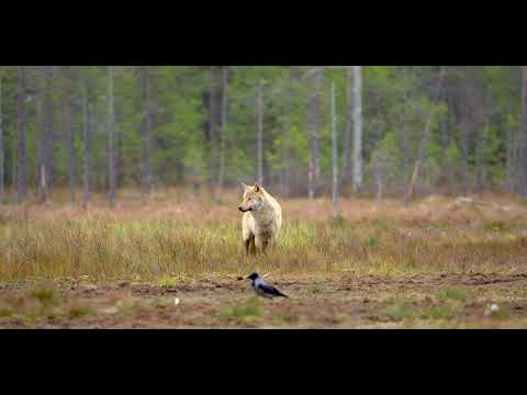 Bear and Wolf meet at the swamp 4K HDR