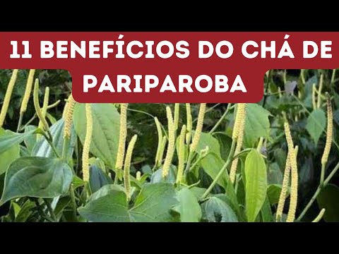 11 BENEFÍCIOS DO CHÁ DE PARIPAROBA UMA PLANTA MILAGROSA