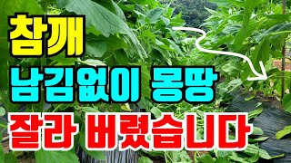외대참깨 곁가지 제거 몽땅 제거했습니다. 이유는...