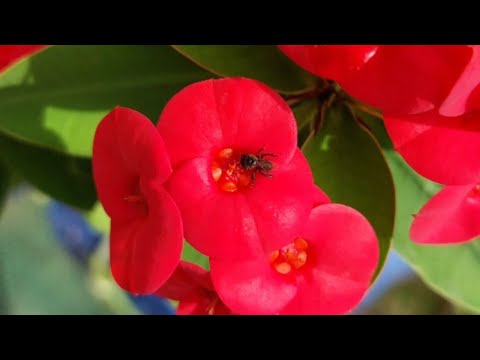 A Tour for Beautiful Flowers 💐 ✨️ 😍 | Nasar Nature