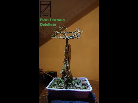 Ficus tinctoria. Defoliate, video 01, 2023/10/08