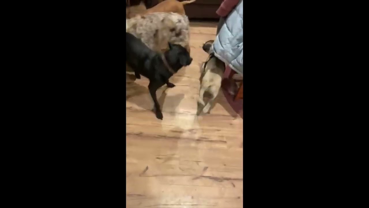 Enlarge Scooby Doo, an adopted mixed breed in Woburn, MA video 6/6