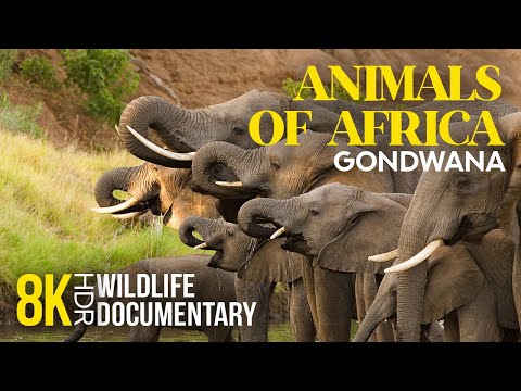 8K HDR Amazing African Wildlife - Episode 6 | Incredible Animal Life of Gondwana Game Reserve
