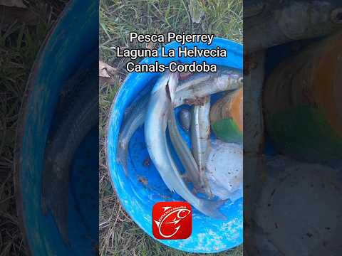 Pesca Pejerrey Laguna La Helvecia Canals-Cordoba #fishing #pescasub #pesca #lineadepesca #pejerrey