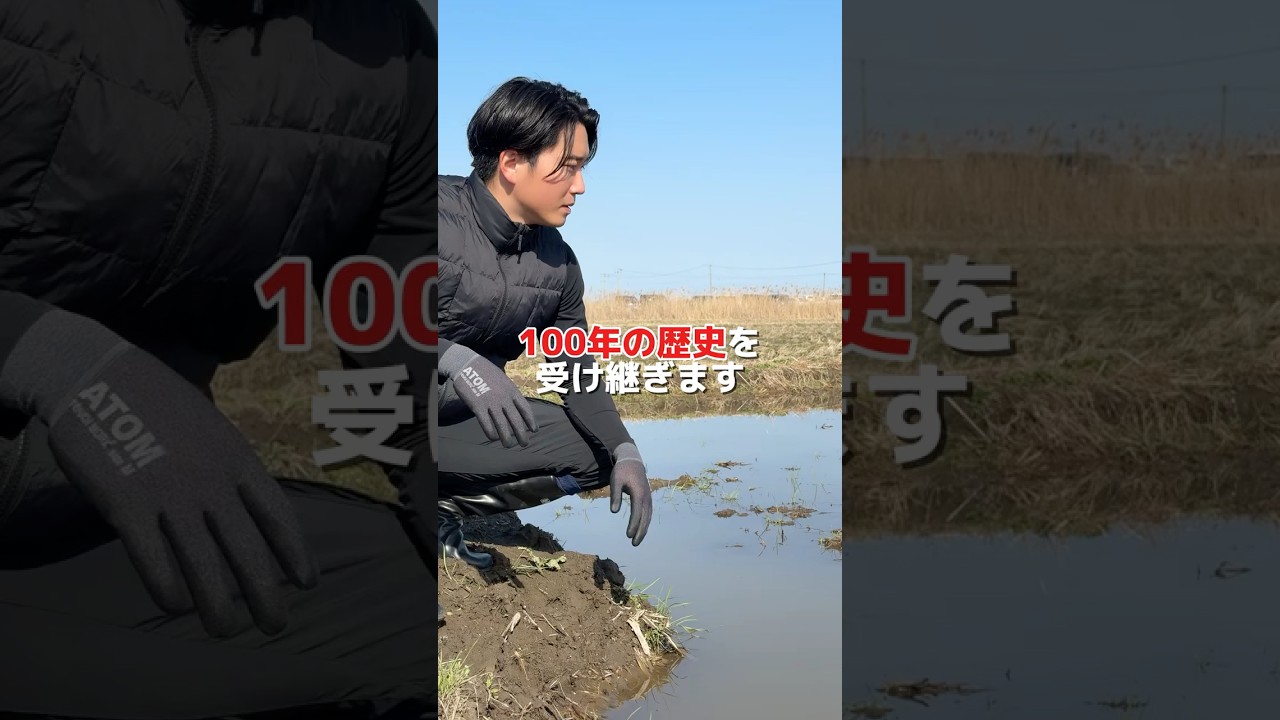 🌾100年の歴史を受け継ぎます　#お米 #農業 #米農家 #農家