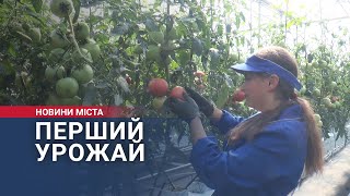 Перший урожай помідорів у теплиці ВПУ №11