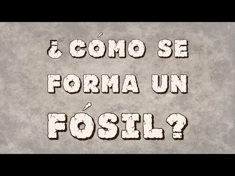 download lagu mp3 mp4 Como Se Forman Los Fosiles, download lagu Como Se Forman Los Fosiles gratis, unduh video klip Download Como Se Forman Los Fosiles Mp3 dan Mp4 Viral Gratis