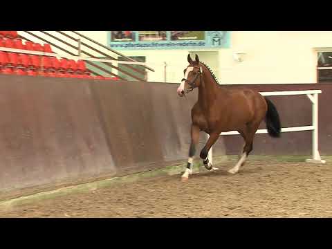 30. Mecklenburger Körtage 2020 - Kat.Nr. 84 Junghengst v. Million Dollar - Casall