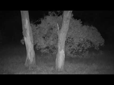 Djuma: Audio only of what sounds like Hyenas fighting or attacking another - 01:42 - 08/15/20