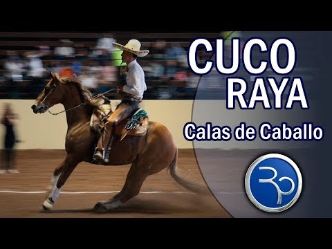 CALAS DE CABALLO - Cuco Raya - 5th Million Tournament 2019