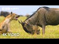 Newborn Wildebeest Immediately Hunted By Predators A Perfect Planet 4K UHD BBC Earth