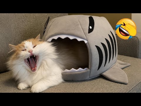 Try Not to Laugh 😂 The Funniest Dogs and Cats 😹🐶 Part 6