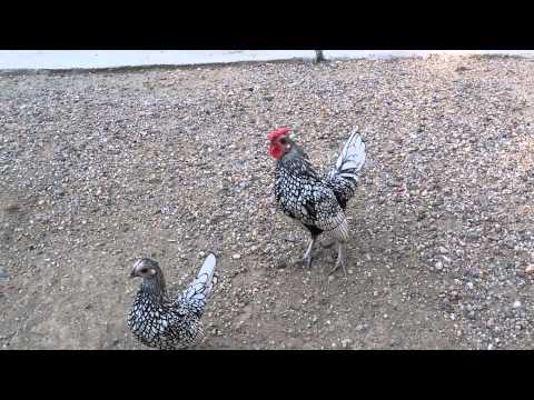 Sebright hen and cockerel 110 days old