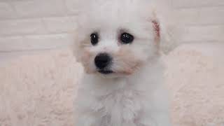 ビションフリーゼの動画01